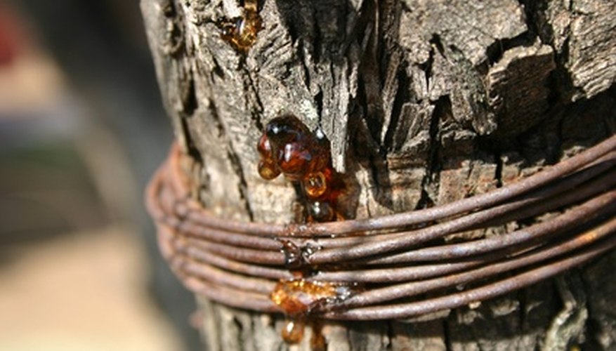 Tree sap is a sticky goo that is difficult to remove.