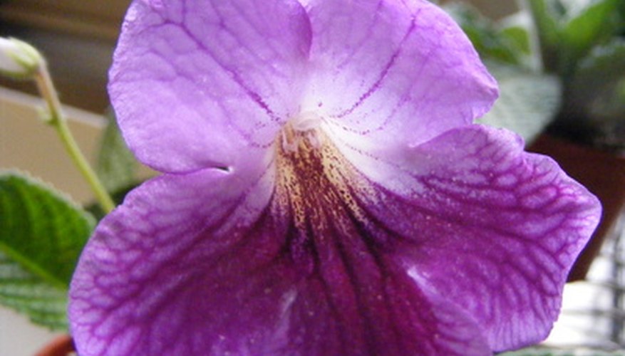 Streptocarpus plants wilt if watered too much or too little.