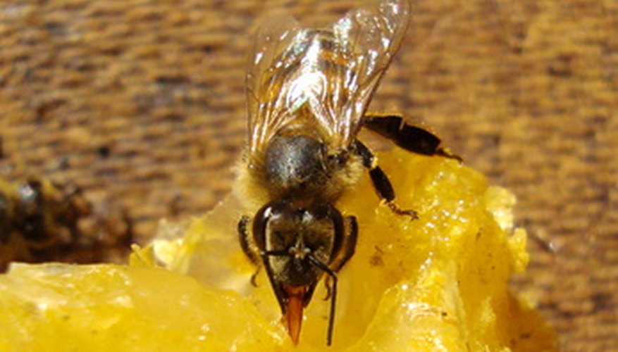 Carve beeswax into interesting sculptures.