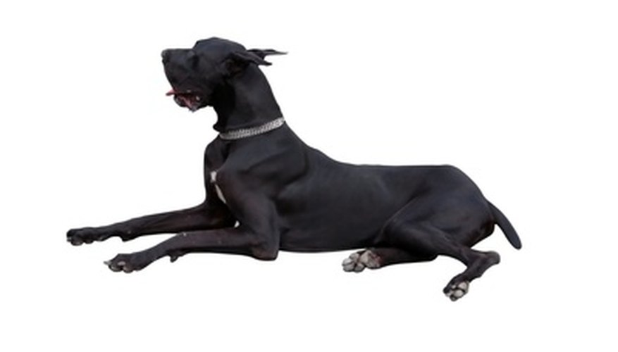 Give your large dog a soft bed to sleep on to prevent elbow calluses.