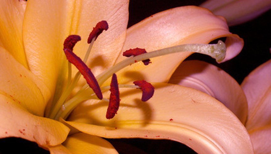 Lily pollen comes in a wide array of exquisite colours.