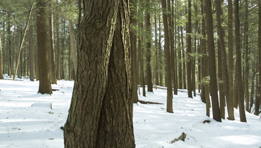 Eastern and western hemlocks are North American conifers.