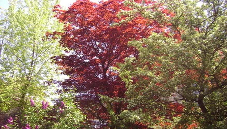Deists believe in the existence of God through nature.