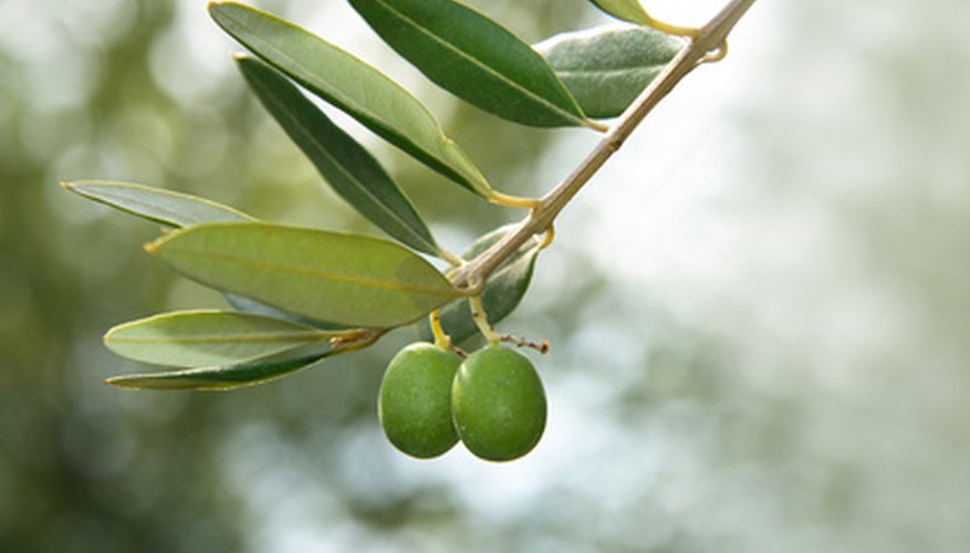Propagate olive trees with hardwood branch cuttings.