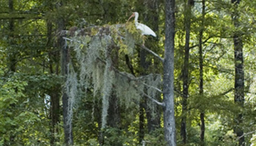 Is Spanish Moss Poisonous