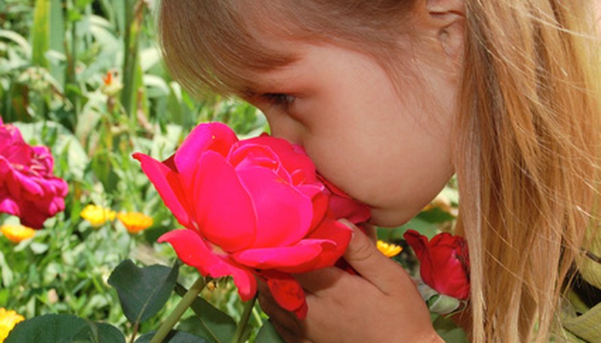 The sense of smell can be important in social interactions.