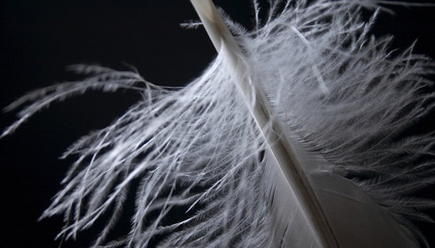 Ostrich feathers can be used in a variety of settings but may occassionally require cleaning.