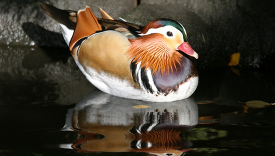 Mandarin ducks are one of the most colourful breeds of duck.