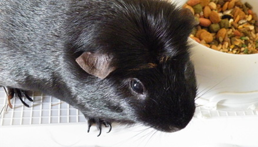 Guinea pigs with bladder cancer may exhibit a loss of appetite.