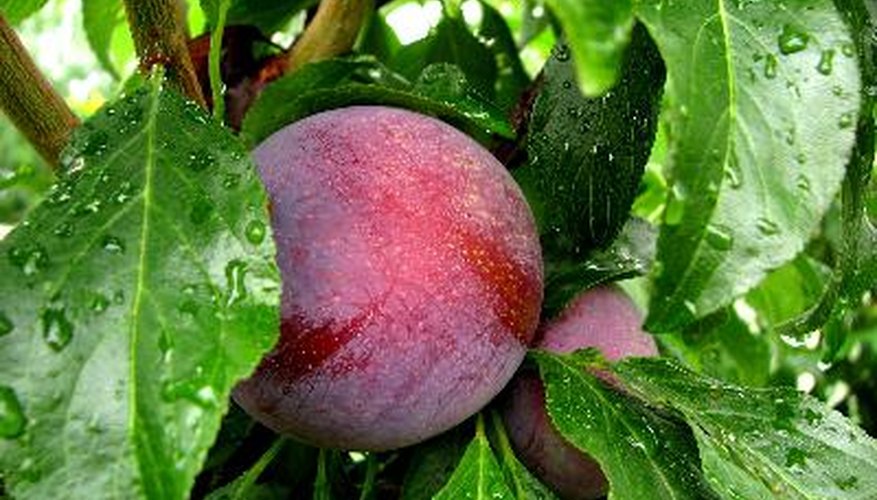 Plum trees, which produce stone fruit, are related to peaches, nectarines and apricots.