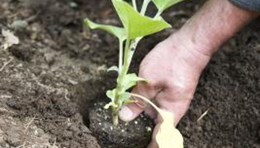 Soil infiltration can affect plant growth.