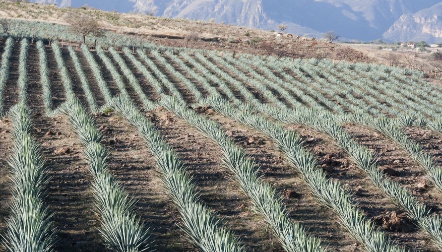Agave field in Mexico