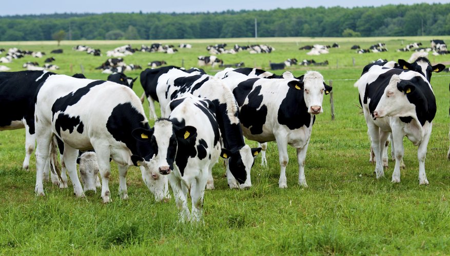 Dairy cows in a green pasture.