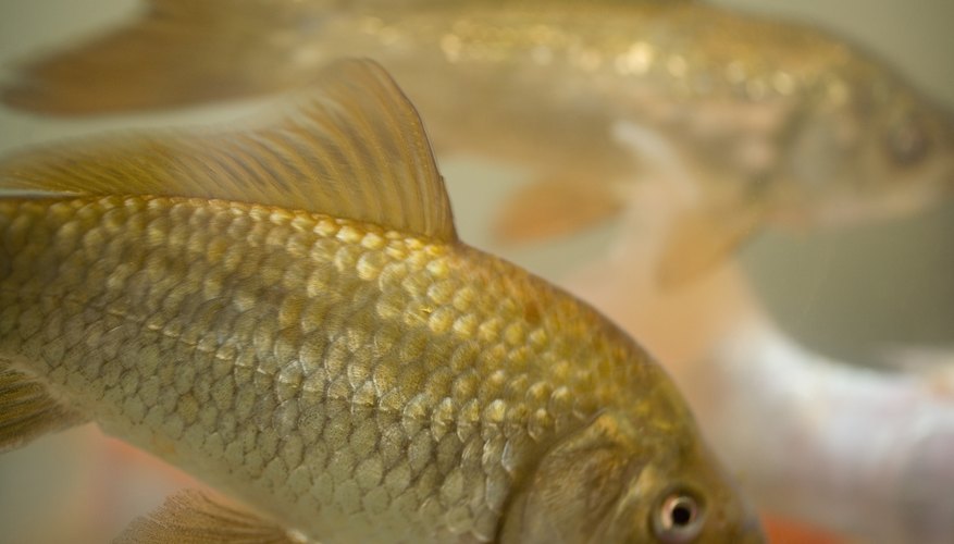 How to Care for Freshwater Baby Molly Fish | Sciencing
