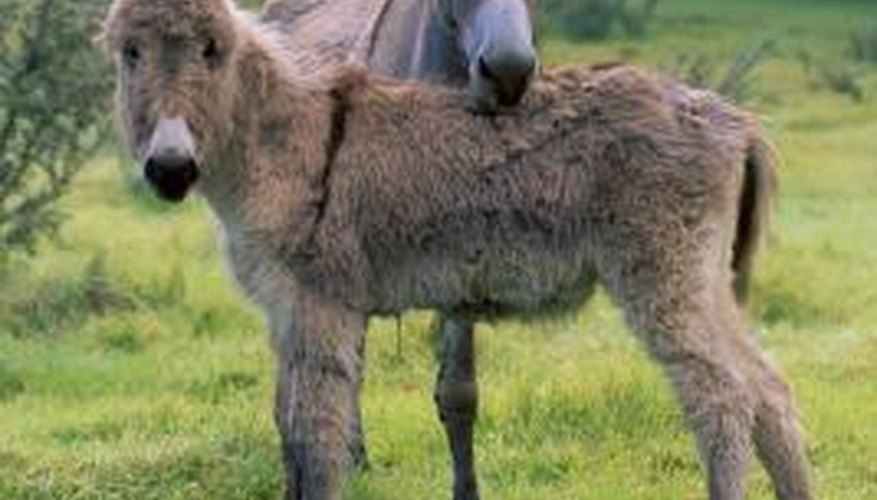 Donkeys are highly social animals.