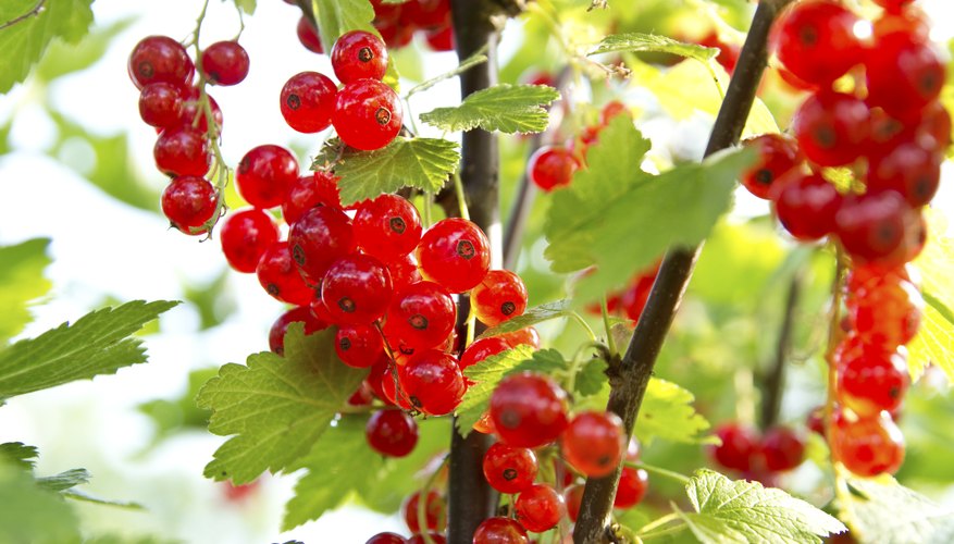 Redcurrants grow on a stem called a strig.