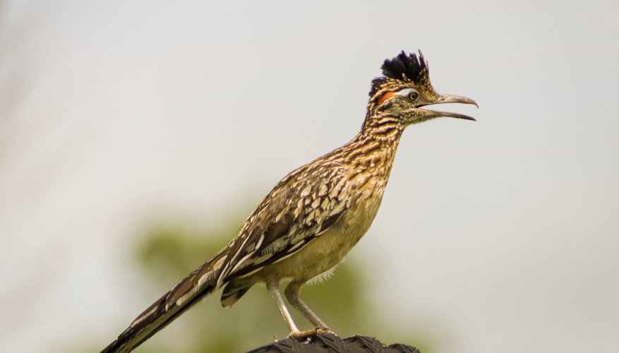 Is There a Difference Between a Male and a Female Roadrunner? | Sciencing