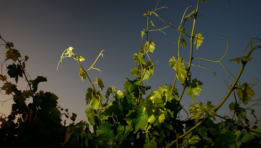 Grape vines at dawn