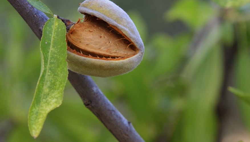 A dlose-up of an almond inside its shell on an almond tree.