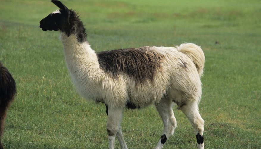 If you give someone a llama,