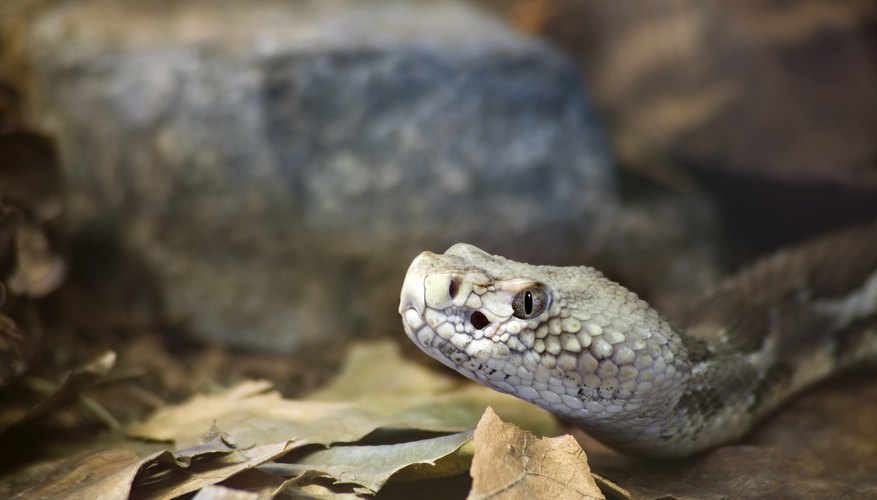 The Common Snakes Of Oklahoma Sciencing