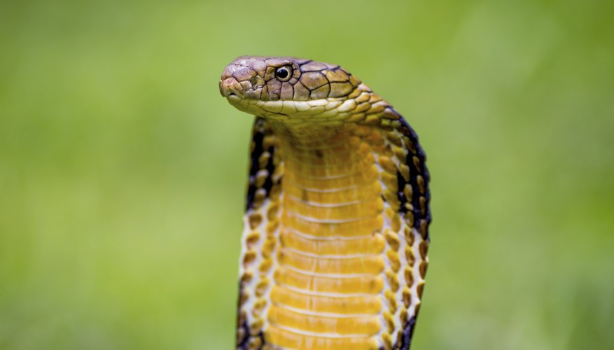 A cobra flares it's hood to warn predators.
