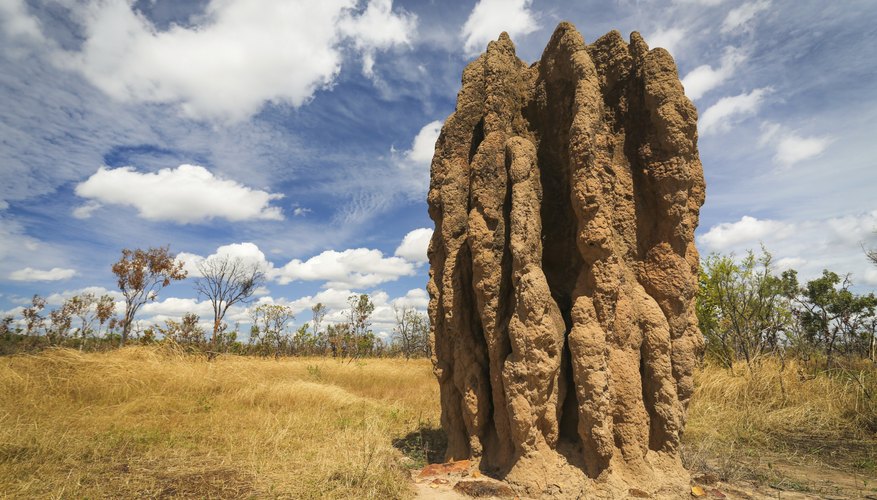 Termite mound in Australia.