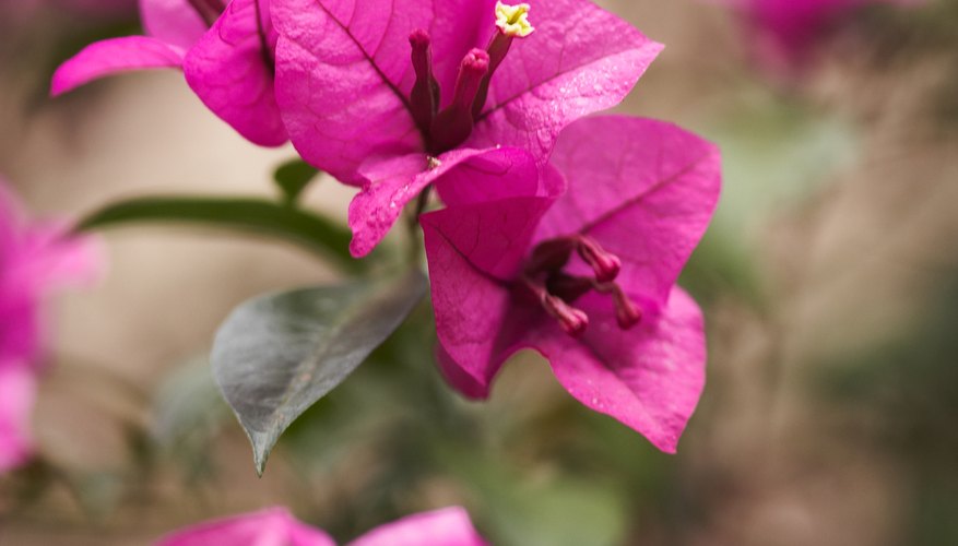 Bougainvillea's brightly-coloured petals are not actually petals at all.