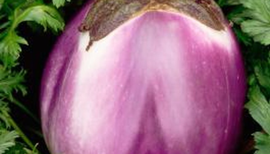 Aubergine is the word for eggplant in some countries.