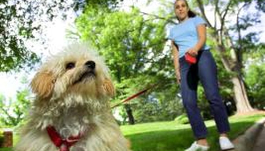 A dog harness will give owners greater control over larger breeds.