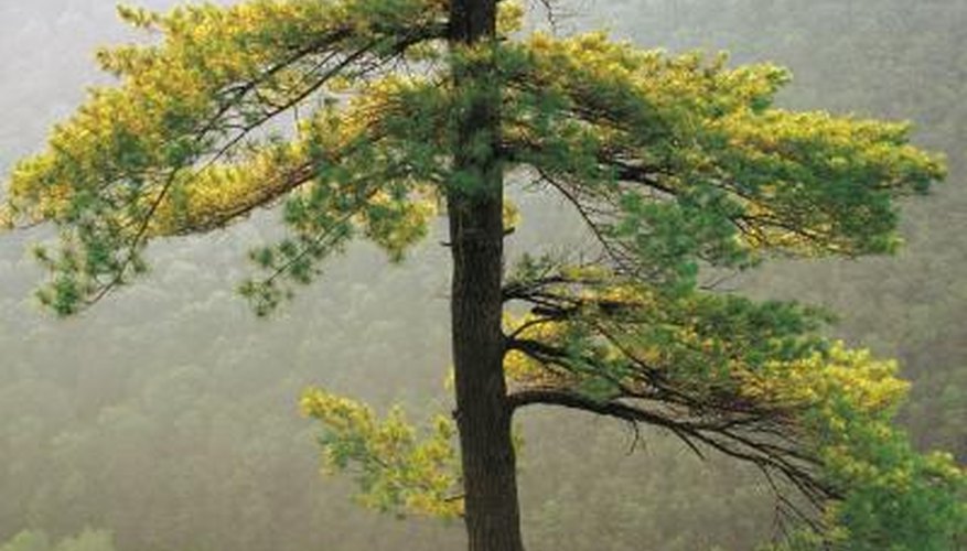 The larch turns golden yellow in fall before the plant loses its needles.