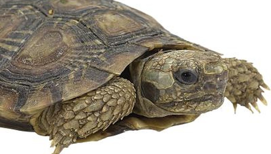 Terrapins are generally found around brackish water and swampy areas.