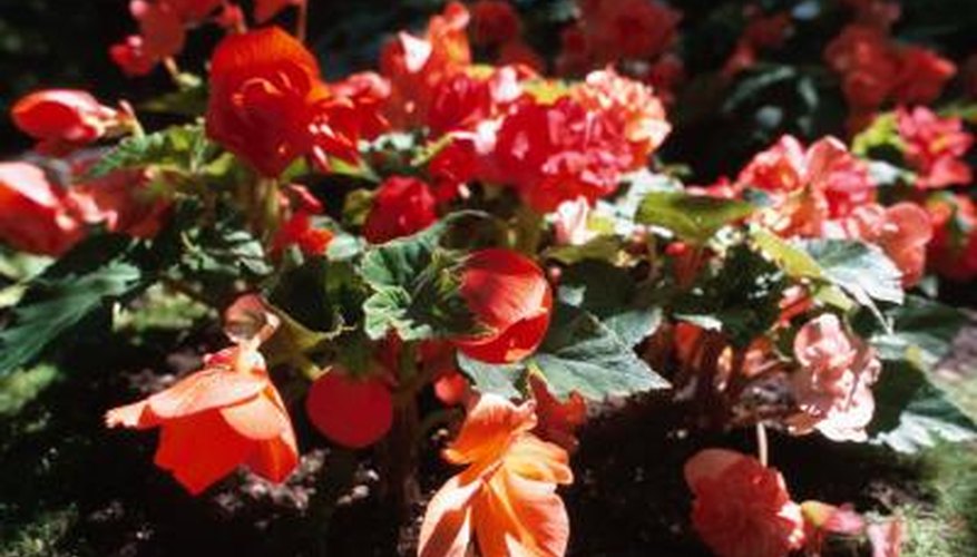 Begonias bloom with bright, waxy flowers.