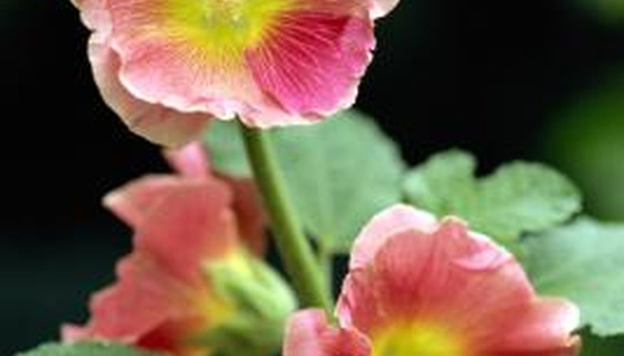 Colourful hollyhock blooms entice growers to plant them in gardens.