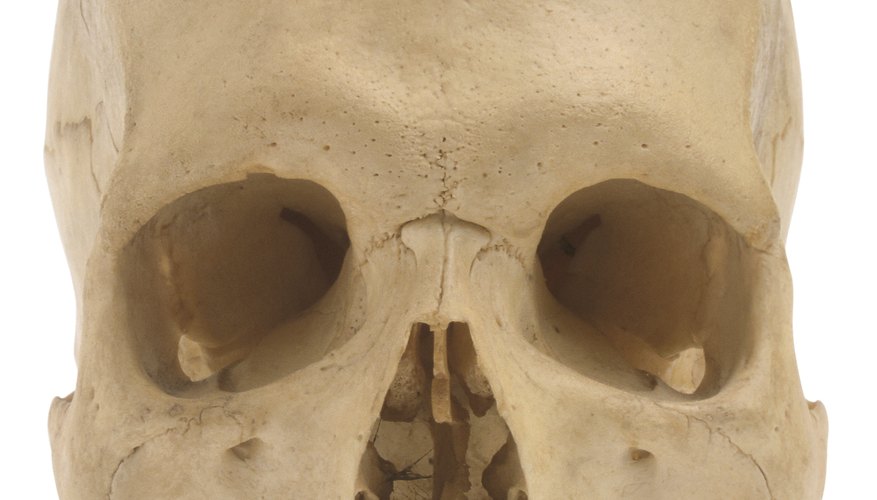 How to Learn the Parts of the Human Skull | Sciencing