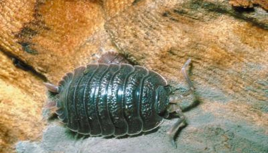 Woodlice are not something you would want to have infesting your home.