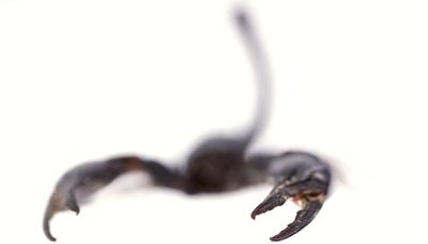 The deathstalker scorpion can be deadly to children and the elderly in particular.