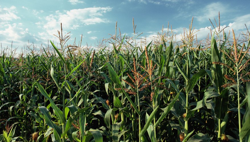 corn field