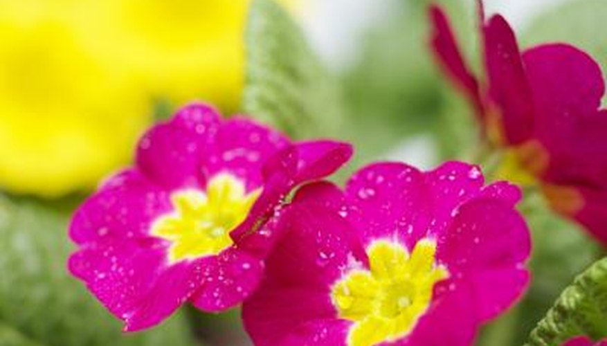 Primroses do not experience many pest problems.