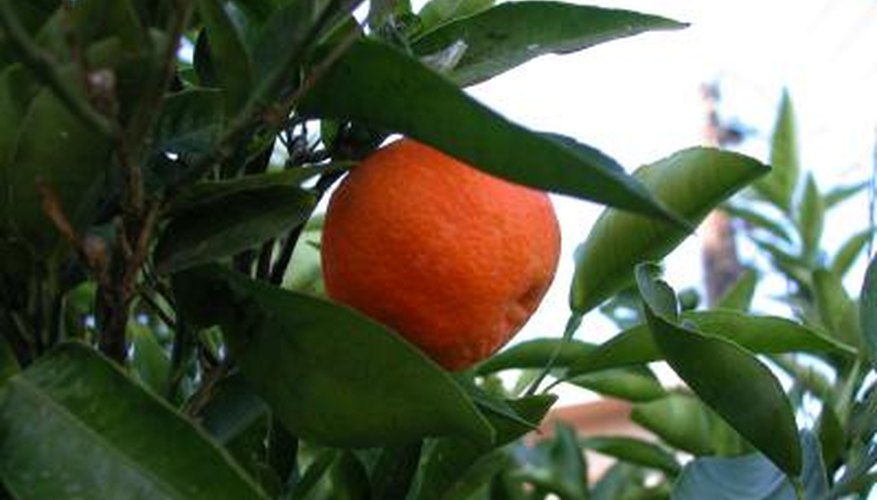 Satsuma can be grown from seed.