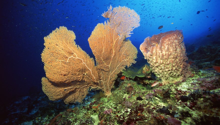 how do sponges move nutrients within their bodies