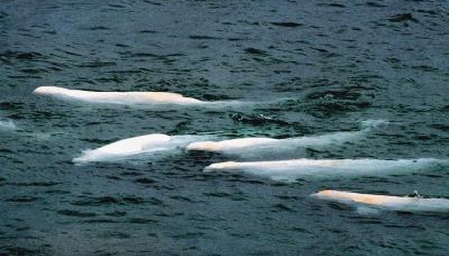 Photo Credit: Jupiterimages/Photos.com/Getty Images Beluga whales enter Arctic estuaries to rear young and feed.