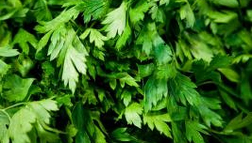 Parsley is a hardy herb that is easy to grow in a home garden.