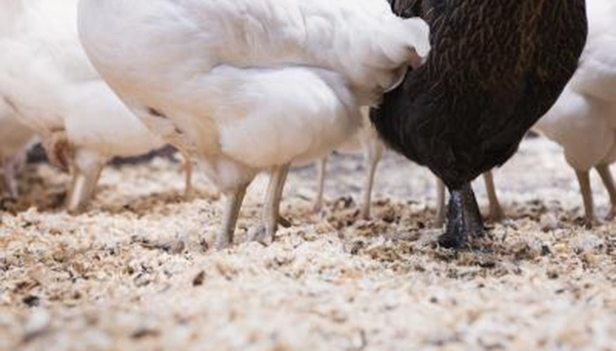 Oak sawdust provides bedding for chickens and other fowl.