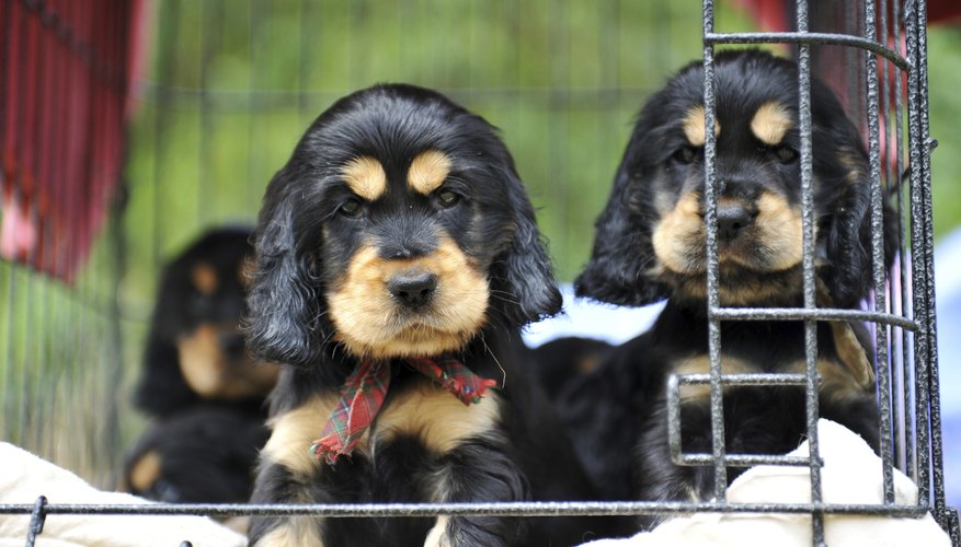 puppies at pet store