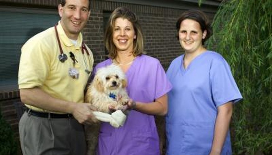 Se espera que el campo técnico veterinario experimente un rápido crecimiento y ofrezca numerosas oportunidades de empleo y un futuro relativamente seguro.