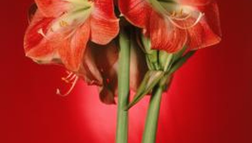 Amaryllis bulbs produce colourful flowers.