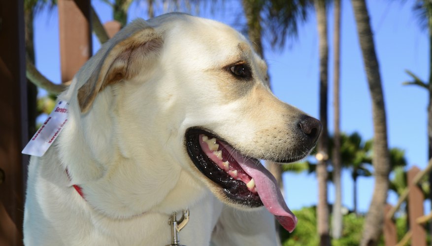 Close-up of service dog.