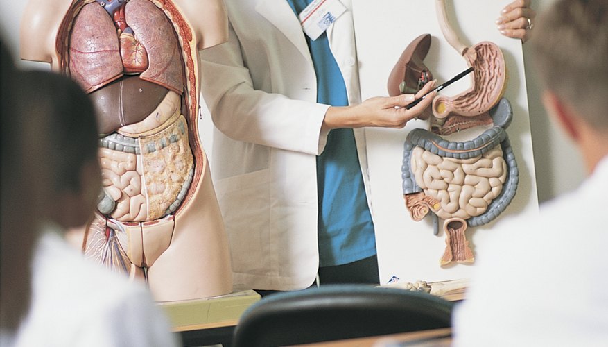 Some schools offer a PhD in anatomy or a joint MD-PhD with an anatomy focus.