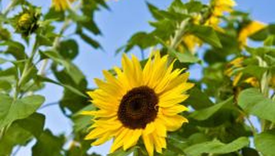 Sunflowers are targets for a number of insect pests.